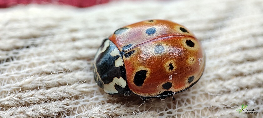 Anatis ocellata