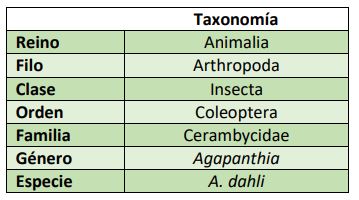 Clasificación taxonómica Agapanthia dahli