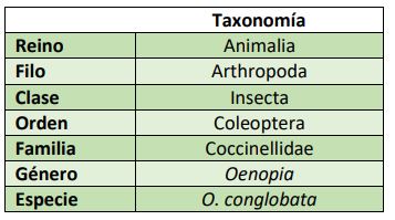 Clasificación taxonómica Oenopia conglobata
