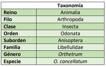 Clasificación taxonómica Orthetrum cancellatum
