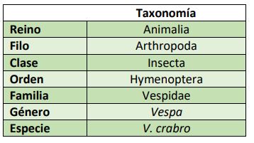 Clasificación taxonómica V. crabro