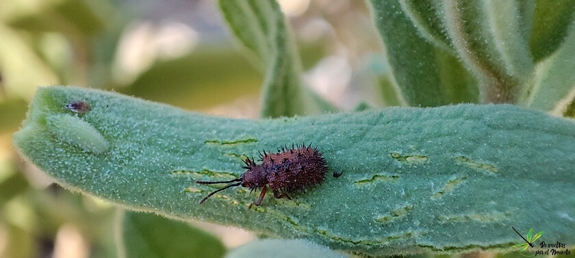 Dicladispa testacea
