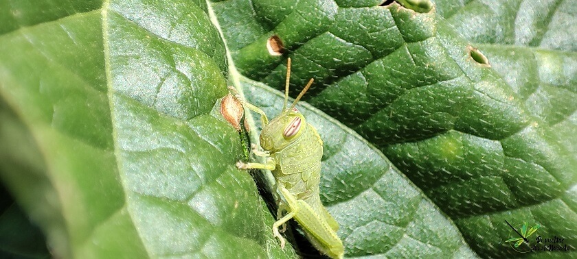 Ninfa de Anacridium aegyptium