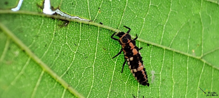 Larva de Oenopia sp.