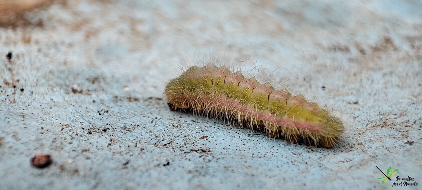 Oruga de la mariposa del geranio