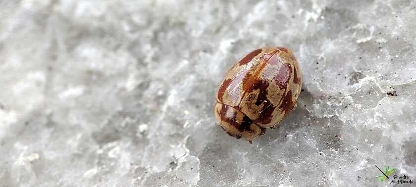 Myrrha octodecimguttata
