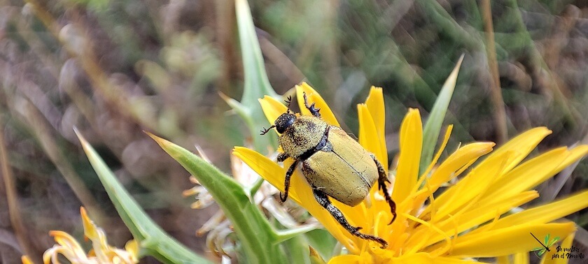 Hoplia bilineata