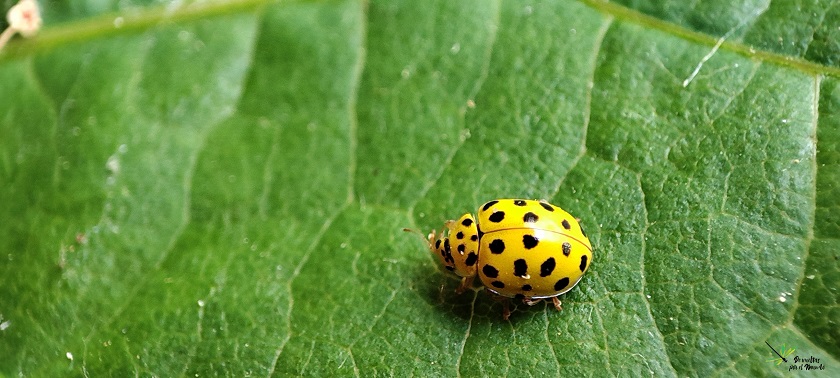 Psyllobora vigintiduopunctata