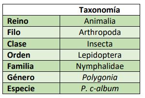 Clasificación taxonómica Polygonia c-album