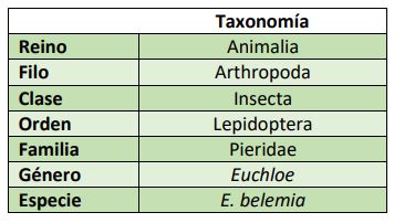 Clasificación taxonómica Euchloe belemia