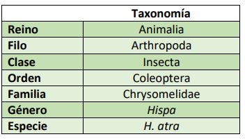 Clasificación taxonómica Hispa atra.