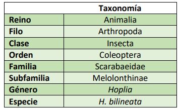 Clasificación Hoplia bilineata