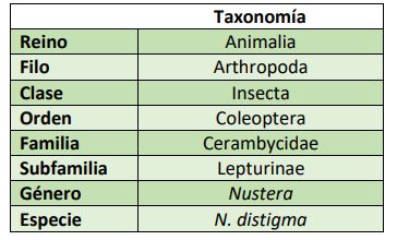 Clasificación taxonómica Nustera distigma