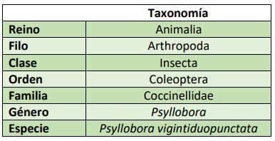 Clasificación taxonómica Psyllobora vigintiduopunctata
