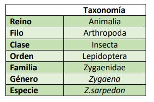 Clasificación taxonómica Zygaena sarpedon