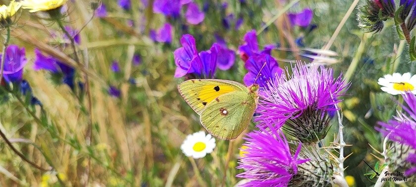 Colias crocea