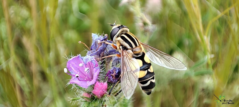 Helophilus trivittatus