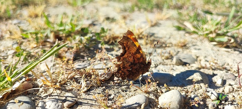 Polygonia c-album