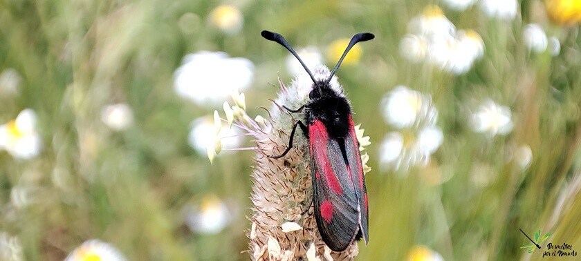 Zygaena sarpedon