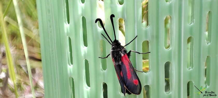 Zygaena sarpedon sobre malla protectora repoblación