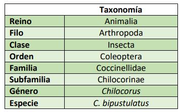 Clasificación taxonómica Chilocorus bipustulatus