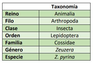 Clasificación taxonómica Zeuzera pyrina