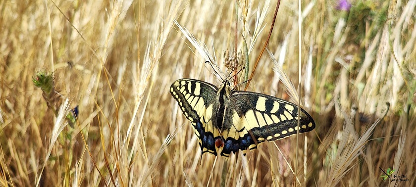 Ejemplar adulto de Papilio machaon descansando sobre herbáceas a primera hora de la mañana