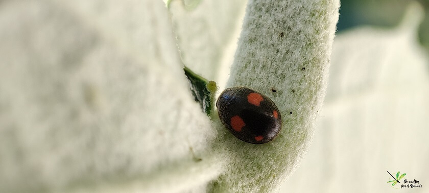 Platynaspis luteorubra