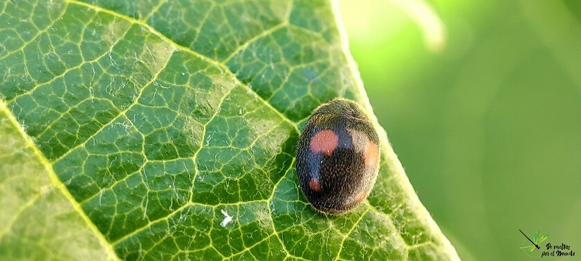 Adulto de Platynaspis luteorubra