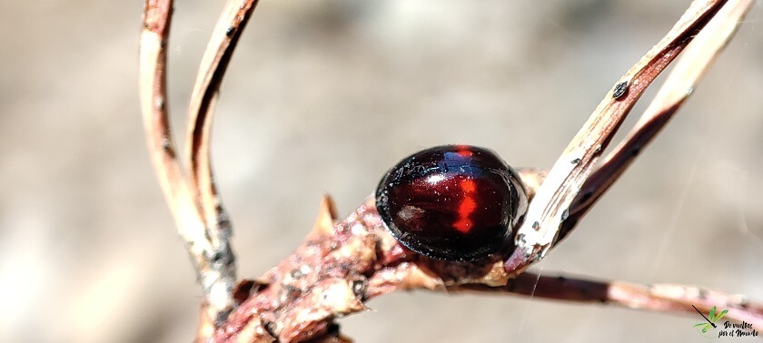 Aspecto de los élitros de C. bipustulatus desde arriba