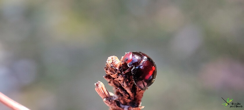 Chilocorus bipustulatus