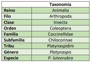 Clasificación taxonómica Platynaspis luteorubra