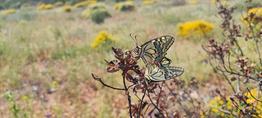 Cópula de la mariposa macaón