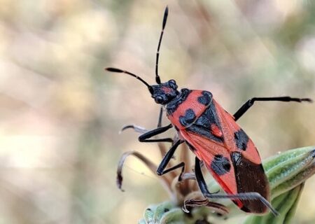 Corizus hyoscyami