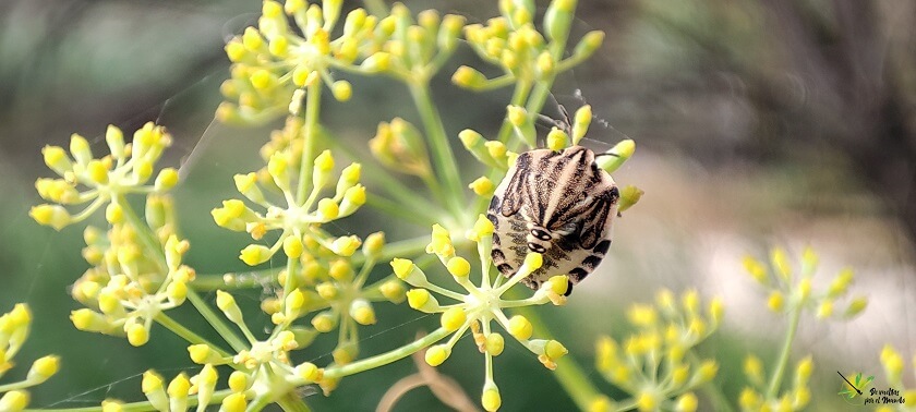 Ninfa de G. italicum sobre umbelífera