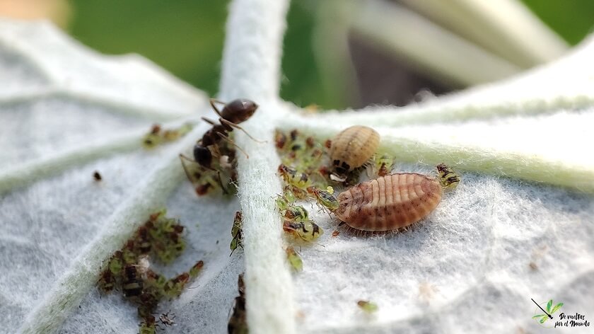 Larva de P. luteorubra depredando pulgón