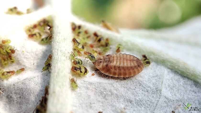 Larva de P. luteorubra depredando pulgón