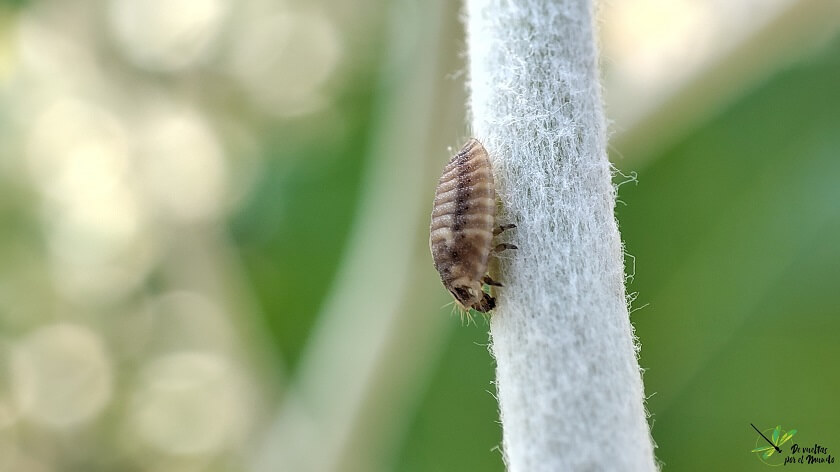 Larva de P. luteorubra depredando pulgón