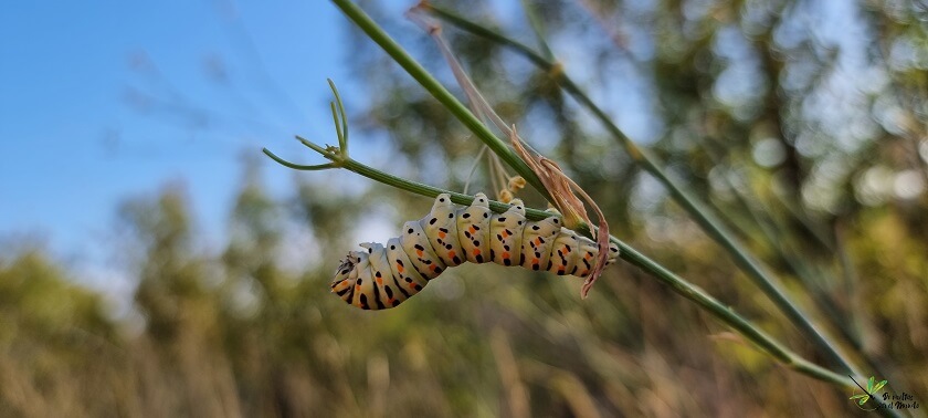 Oruga de P. machaon en su último estadio larvario antes de pupar