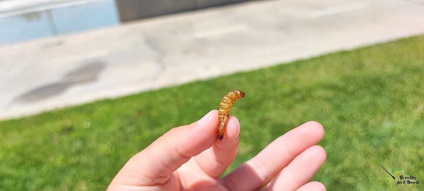 Exuvia encontrada en el tronco de un Fraxinus