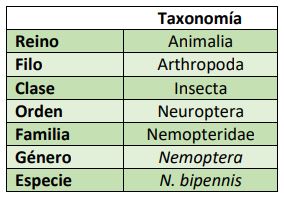 Clasificación taxonómica Nemoptera bipennis