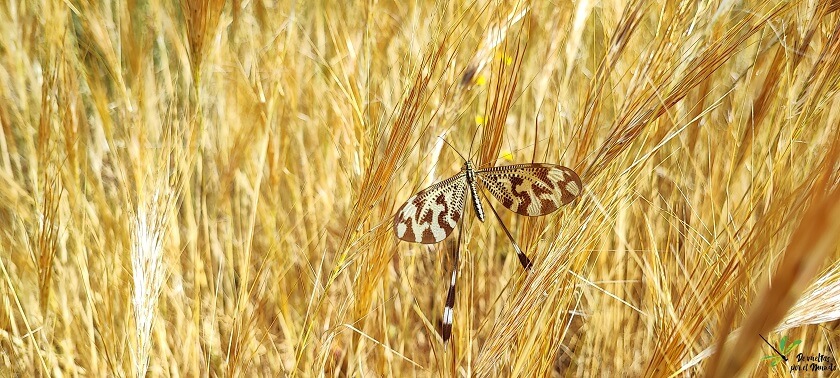 Nemoptera bipennis