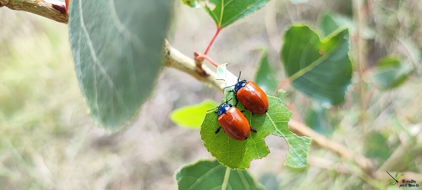 Adultos sobre hojas de Populus nigra