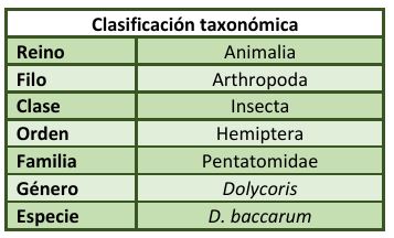 Clasificación taxonómica Dolycoris baccarum