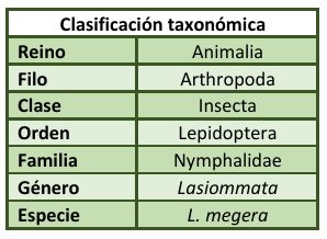 Clasificación taxonómica Lasiommata megera
