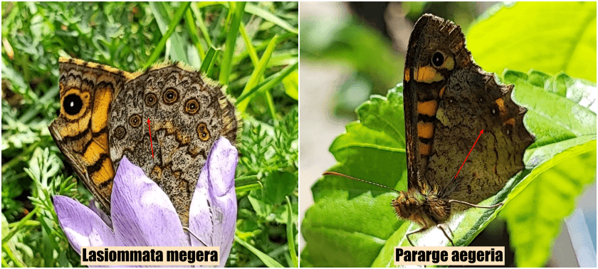Diferencias entre Lasiommata megera y Pararge aegeria
