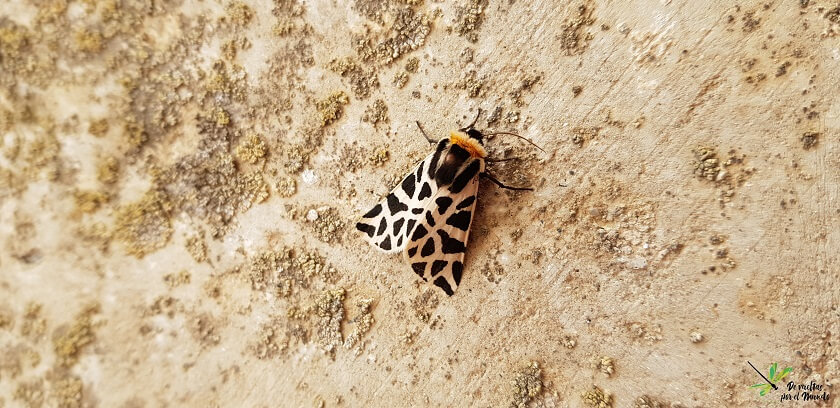 Cymbalophora pudica 