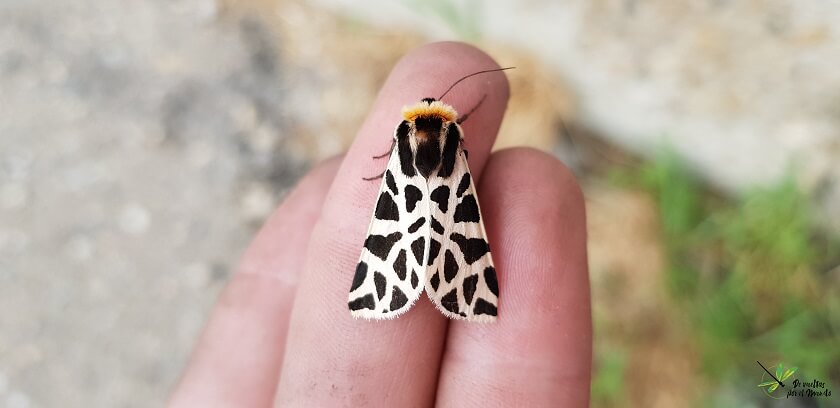 Cymbalophora pudica
