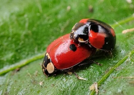 Adalia bipunctata