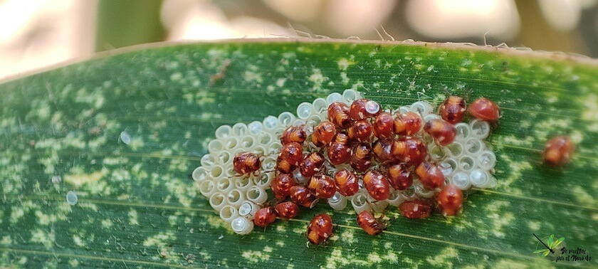 Puesta huevos Nezara viridula